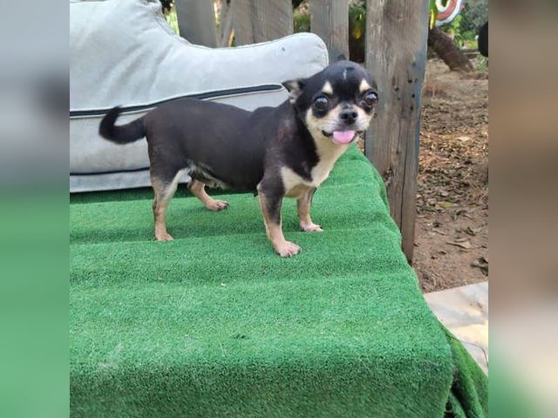 PEPA-sehr sozial, unternehmungslustig, liebt Mensch und Hund,-sucht ihr liebevolles Zuhause