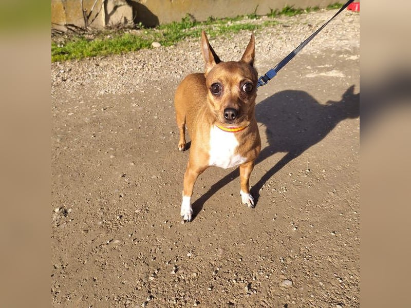JULIE- läuft gut an der Leine, sucht ein warmherzige, liebevolles Zuhause