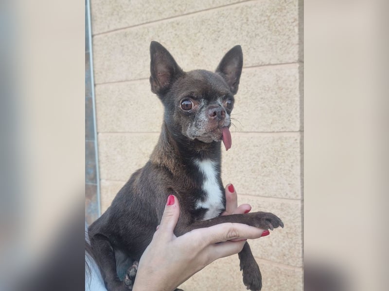 ESPARTACO sucht sehnsüchtig sein liebevolles "Für-immer-Zuhause"