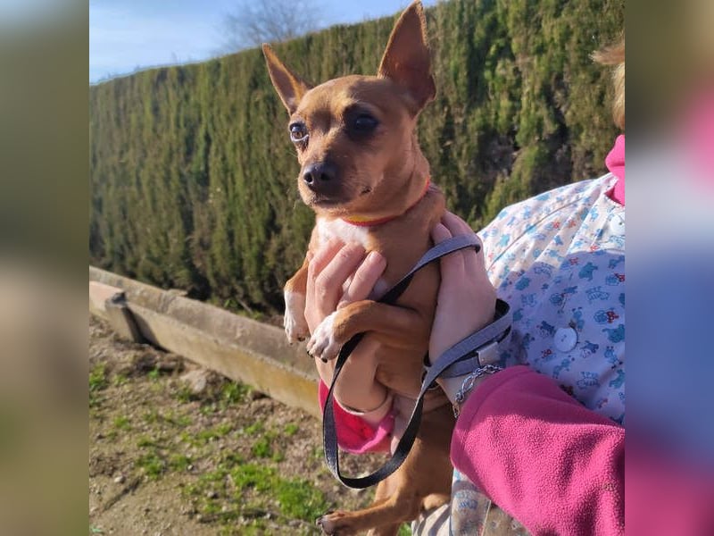 JULIE- läuft gut an der Leine, sucht ein warmherzige, liebevolles Zuhause