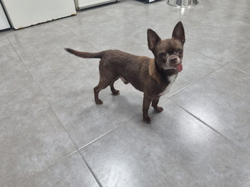 ESPARTACO sucht sehnsüchtig sein liebevolles "Für-immer-Zuhause"