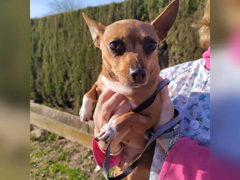 JULIE- läuft gut an der Leine, sucht ein warmherzige, liebevolles Zuhause