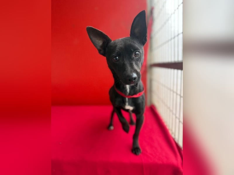 Micky, Chihuahua-Mix, Rüde, geb. am 01.10.2023, 25 cm, 4 kg