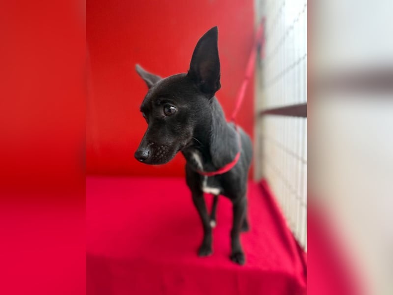 Micky, Chihuahua-Mix, Rüde, geb. am 01.10.2023, 25 cm, 4 kg