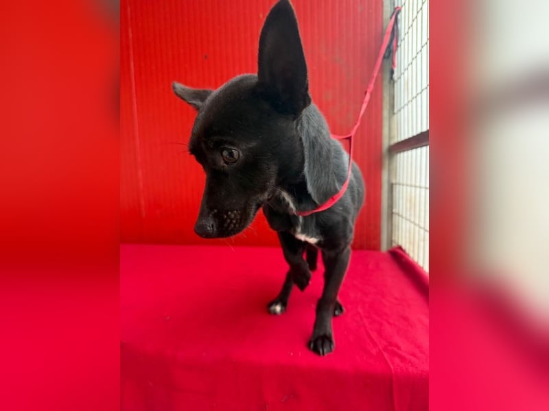 Micky, Chihuahua-Mix, Rüde, geb. am 01.10.2023, 25 cm, 4 kg