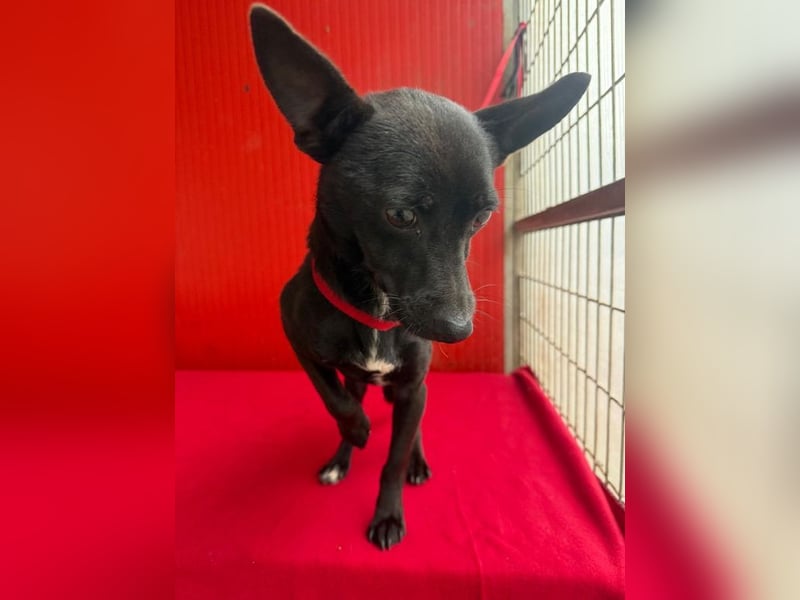 Micky, Chihuahua-Mix, Rüde, geb. am 01.10.2023, 25 cm, 4 kg