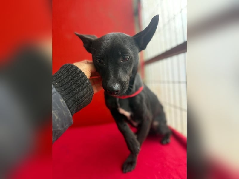 Micky, Chihuahua-Mix, Rüde, geb. am 01.10.2023, 25 cm, 4 kg