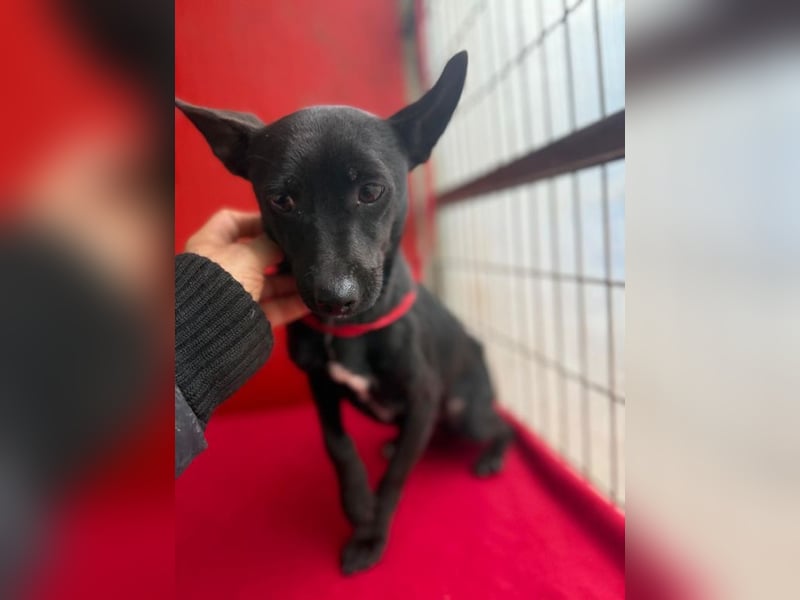 Micky, Chihuahua-Mix, Rüde, geb. am 01.10.2023, 25 cm, 4 kg