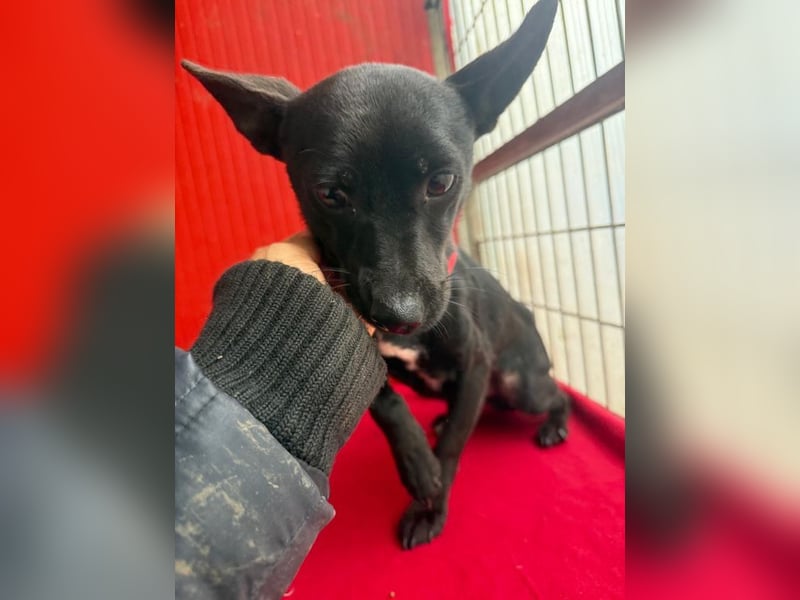 Micky, Chihuahua-Mix, Rüde, geb. am 01.10.2023, 25 cm, 4 kg