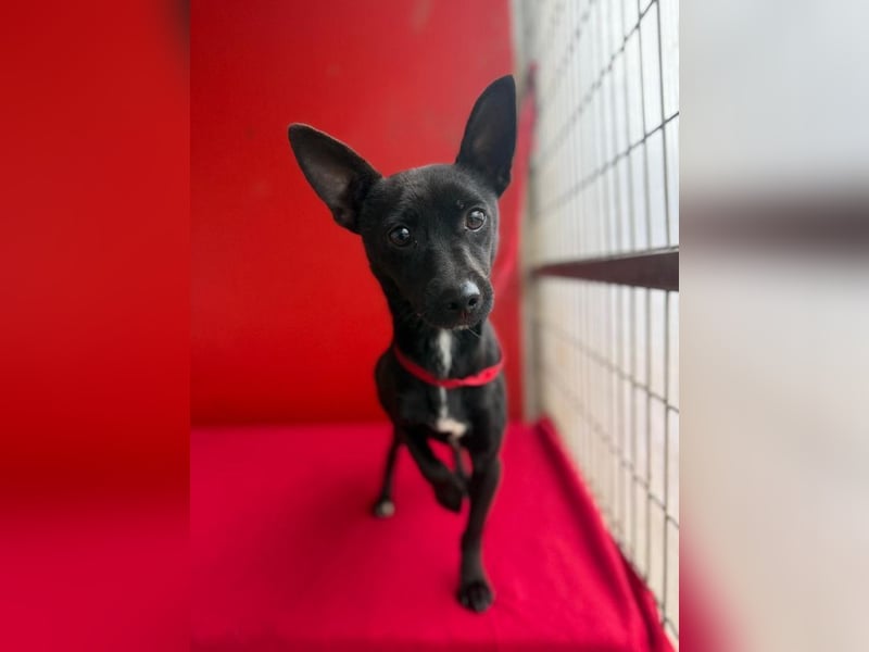Micky, Chihuahua-Mix, Rüde, geb. am 01.10.2023, 25 cm, 4 kg