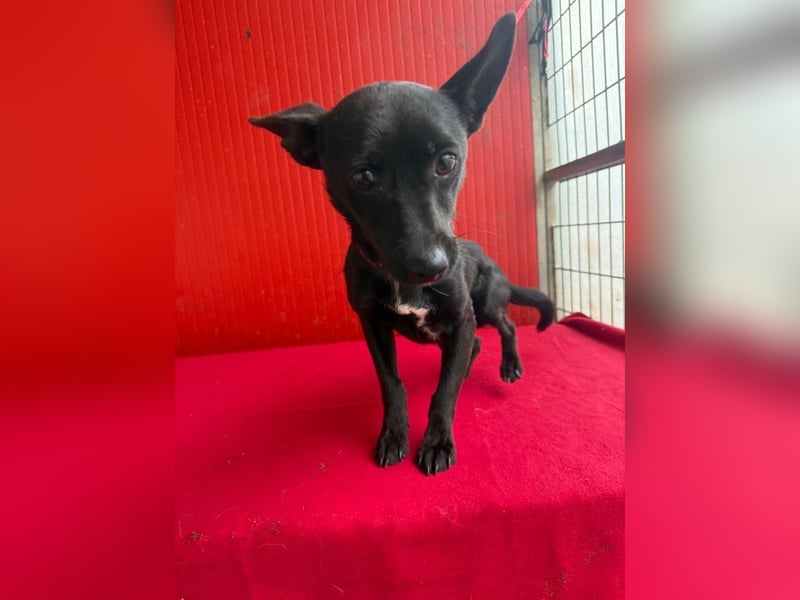 Micky, Chihuahua-Mix, Rüde, geb. am 01.10.2023, 25 cm, 4 kg