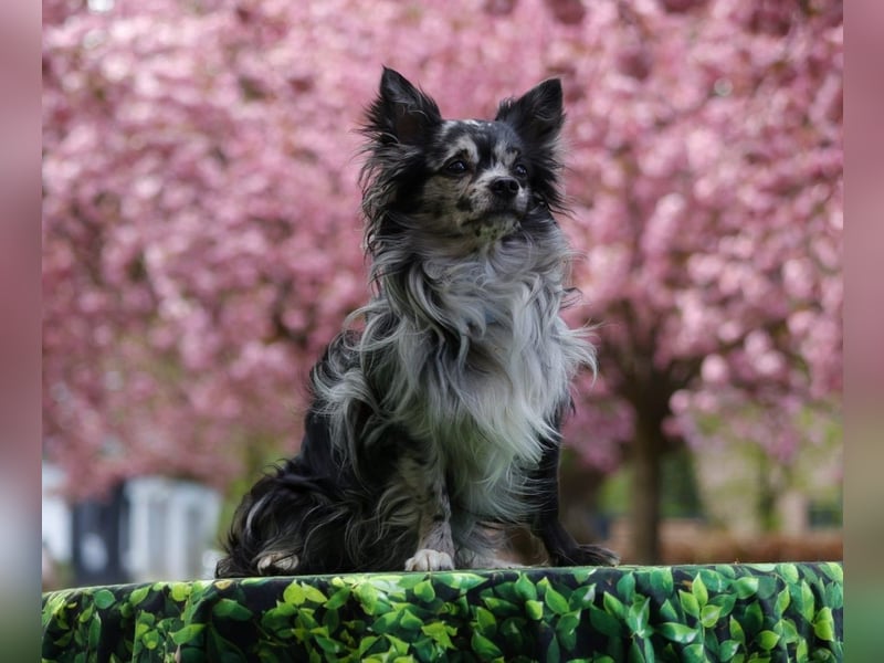 Chihuahua Deckrüde mit ZTP & AT, Merle, Championatsabstammung