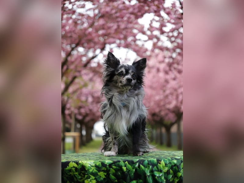Chihuahua Deckrüde mit ZTP & AT, Merle, Championatsabstammung