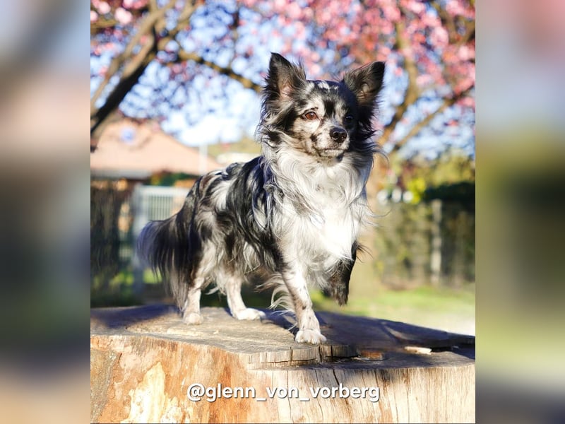 Chihuahua Deckrüde mit ZTP & AT, Merle, Championatsabstammung