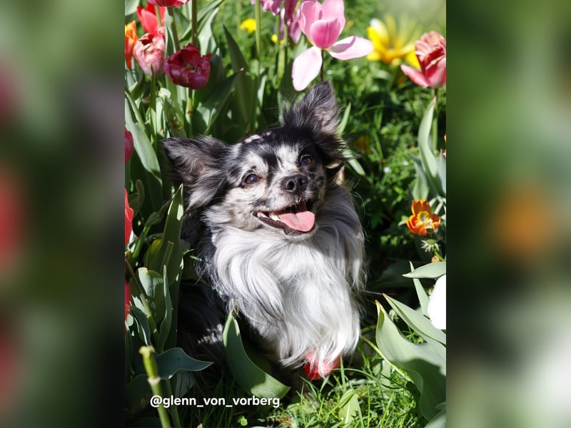 Chihuahua Deckrüde mit ZTP & AT, Merle, Championatsabstammung