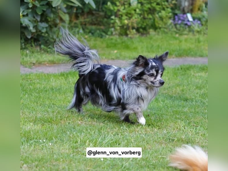 Chihuahua Deckrüde mit ZTP & AT, Merle, Championatsabstammung