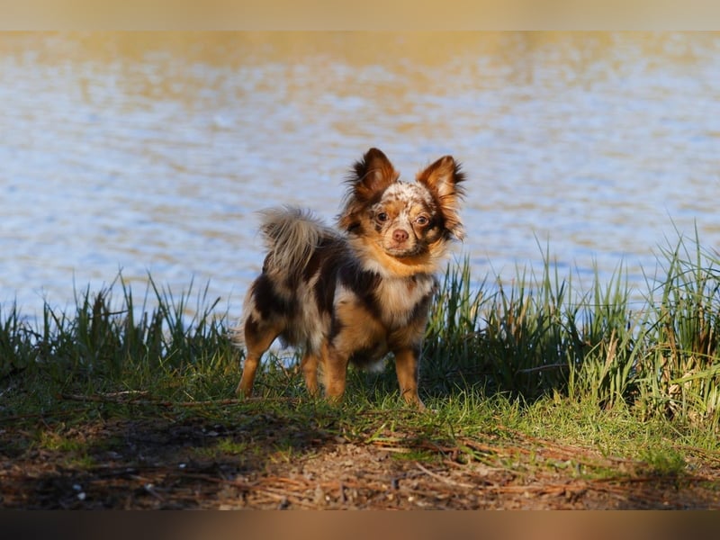 Chihuahua Deckrüde in Schoko Merle Tan