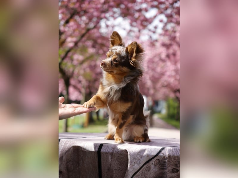 Chihuahua Deckrüde in Schoko Merle Tan