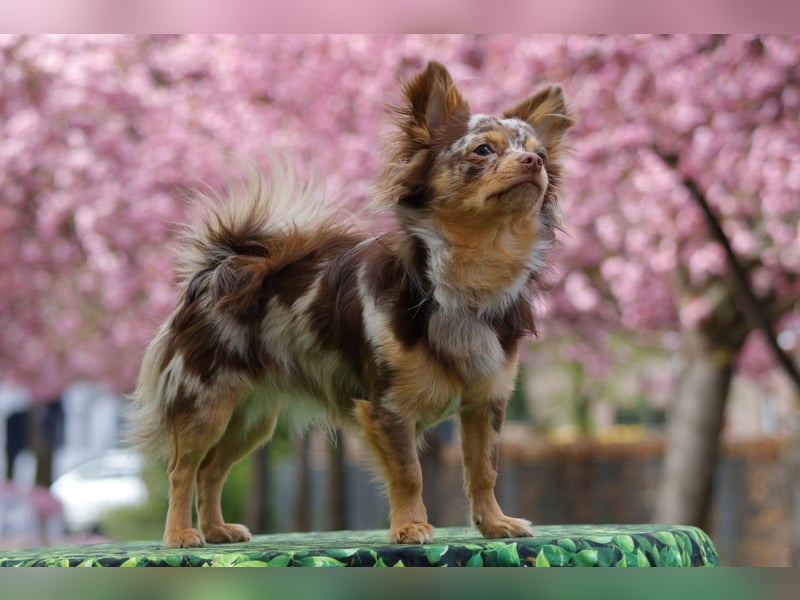 Chihuahua Deckrüde in Schoko Merle Tan