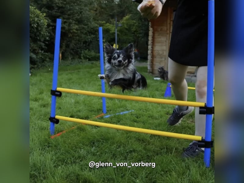 Chihuahua Deckrüde mit ZTP & AT, Merle, Championatsabstammung