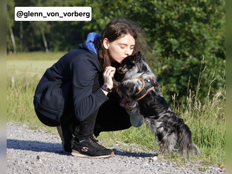 Chihuahua Deckrüde mit ZTP & AT, Merle, Championatsabstammung