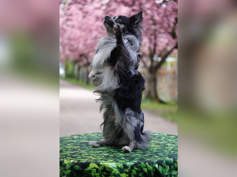 Chihuahua Deckrüde mit ZTP & AT, Merle, Championatsabstammung