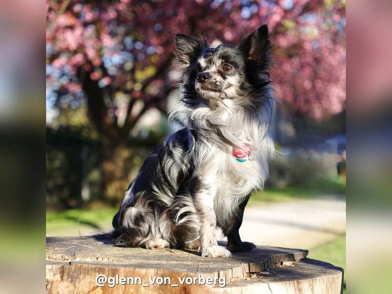 Chihuahua Deckrüde mit ZTP & AT, Merle, Championatsabstammung