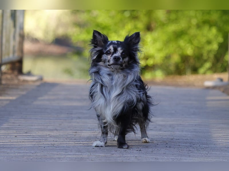 Chihuahua Deckrüde mit ZTP & AT, Merle, Championatsabstammung