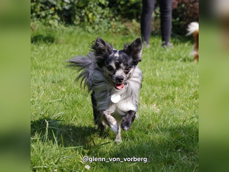 Chihuahua Deckrüde mit ZTP & AT, Merle, Championatsabstammung