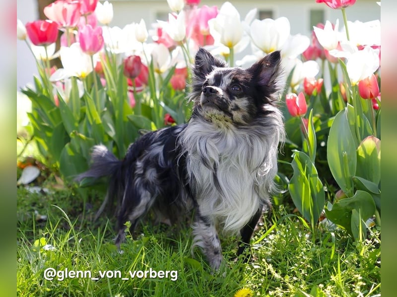Chihuahua Deckrüde mit ZTP & AT, Merle, Championatsabstammung