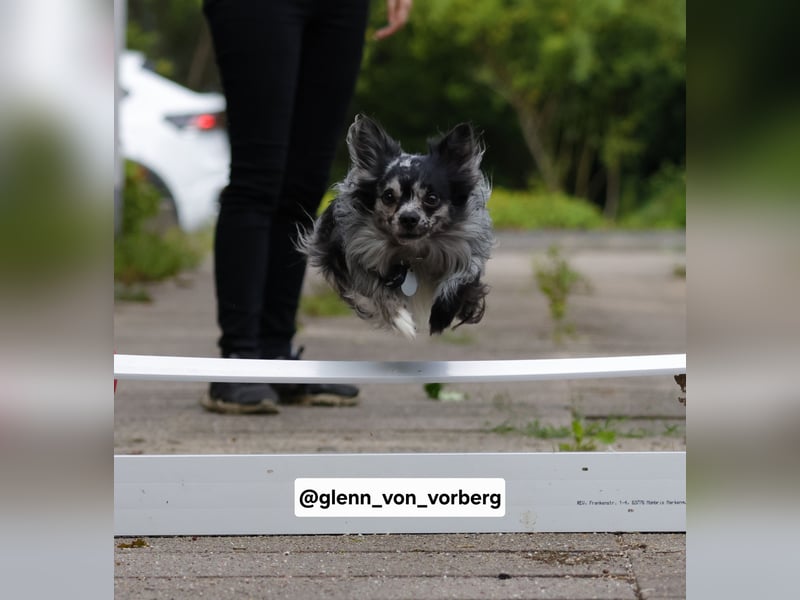 Chihuahua Deckrüde mit ZTP & AT, Merle, Championatsabstammung