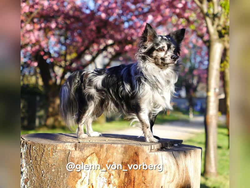 Chihuahua Deckrüde mit ZTP & AT, Merle, Championatsabstammung