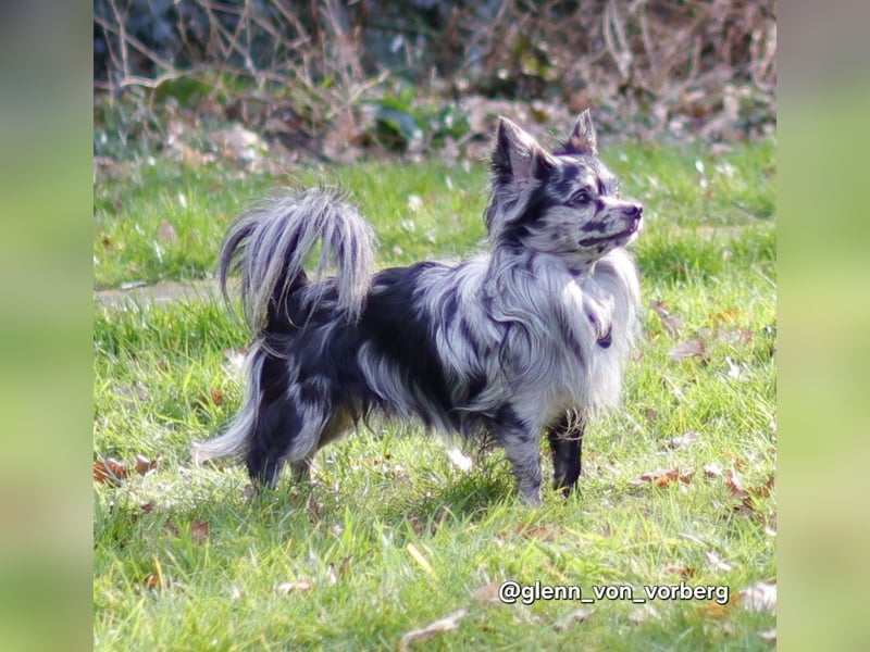 Chihuahua Deckrüde mit ZTP & AT, Merle, Championatsabstammung