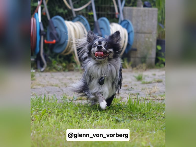 Chihuahua Deckrüde mit ZTP & AT, Merle, Championatsabstammung