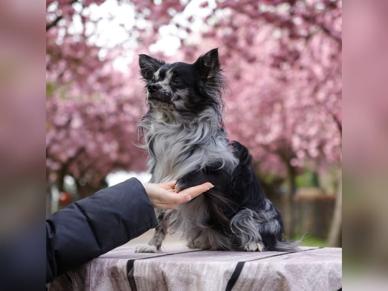 Chihuahua Deckrüde mit ZTP & AT, Merle, Championatsabstammung