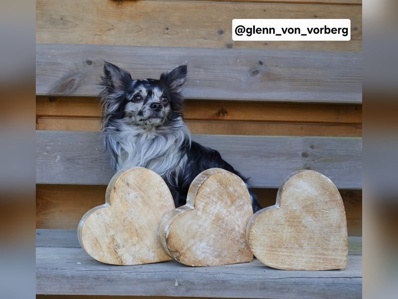 Chihuahua Deckrüde mit ZTP & AT, Merle, Championatsabstammung