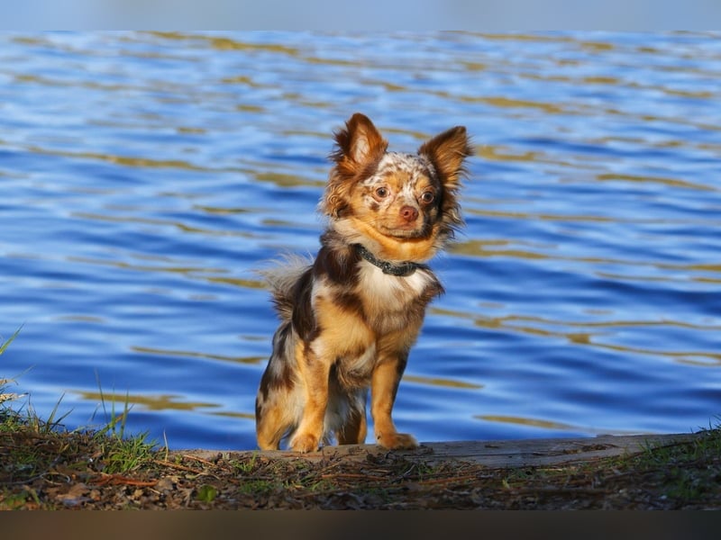 Chihuahua Deckrüde in Schoko Merle Tan