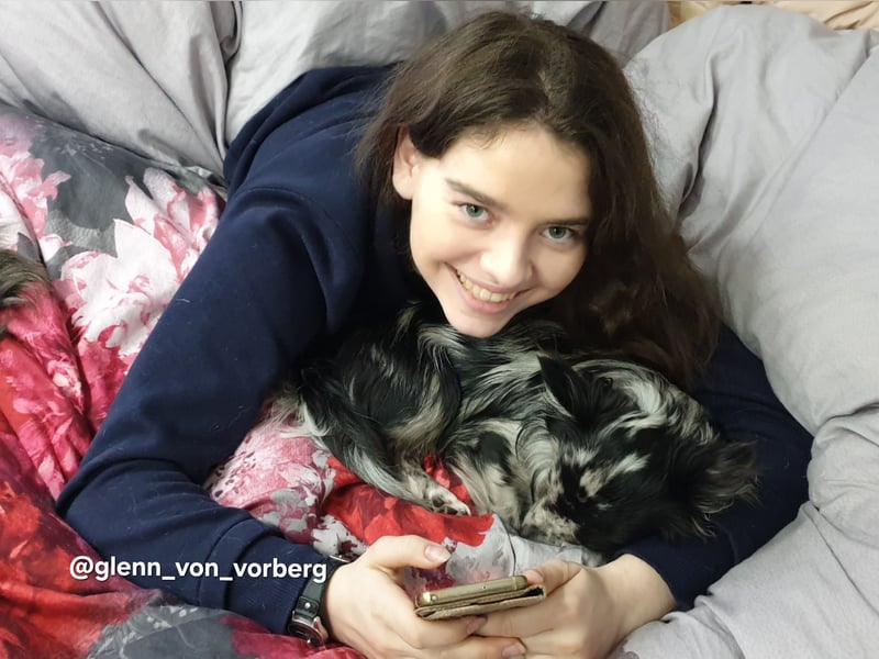 Chihuahua Deckrüde mit ZTP & AT, Merle, Championatsabstammung