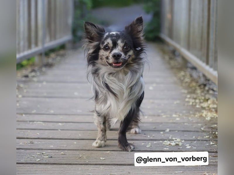 Chihuahua Deckrüde mit ZTP & AT, Merle, Championatsabstammung