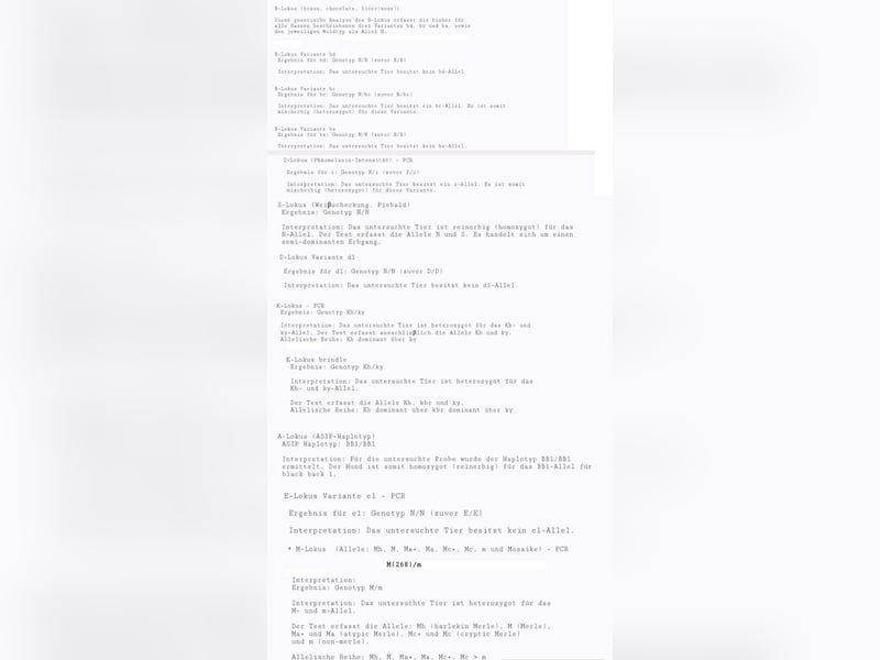 Chihuahua Deckrüde mit ZTP & AT, Merle, Championatsabstammung