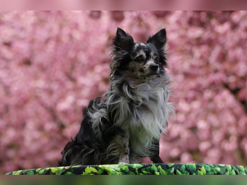 Chihuahua Deckrüde mit ZTP & AT, Merle, Championatsabstammung