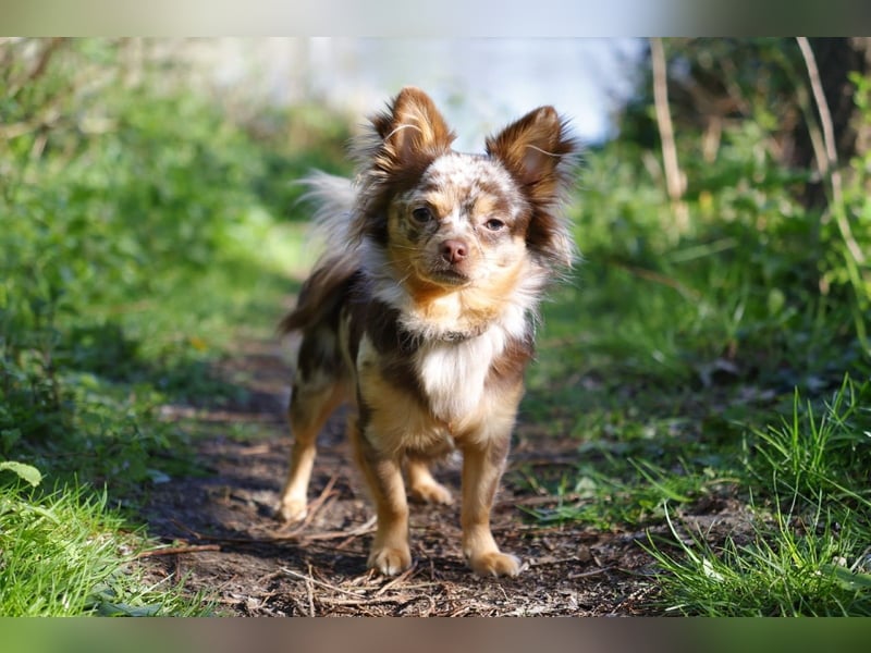 Chihuahua Deckrüde in Schoko Merle Tan
