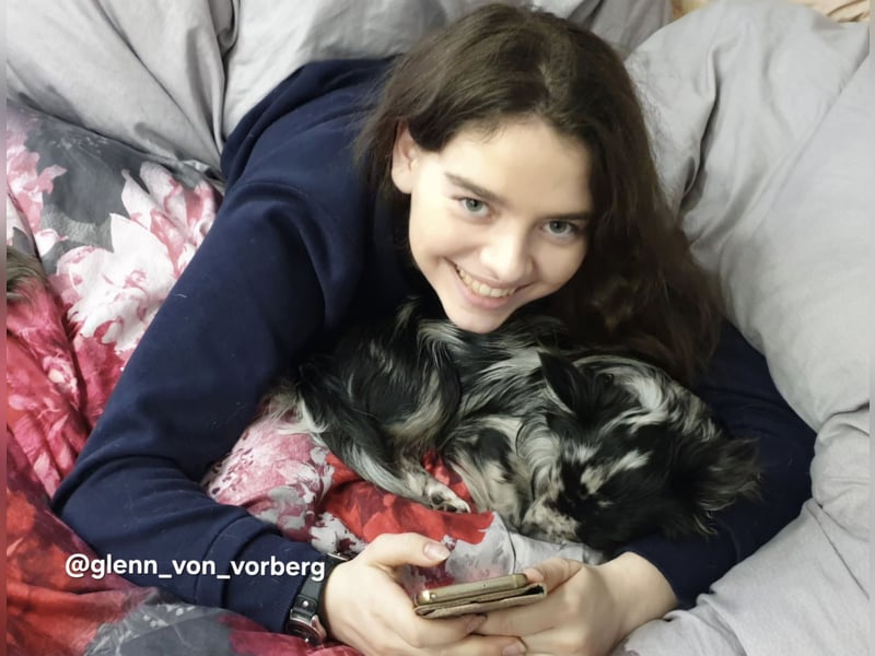 Chihuahua Deckrüde mit ZTP & AT, Merle, Championatsabstammung