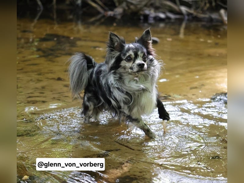Chihuahua Deckrüde mit ZTP & AT, Merle, Championatsabstammung