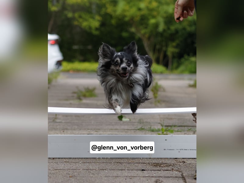 Chihuahua Deckrüde mit ZTP & AT, Merle, Championatsabstammung