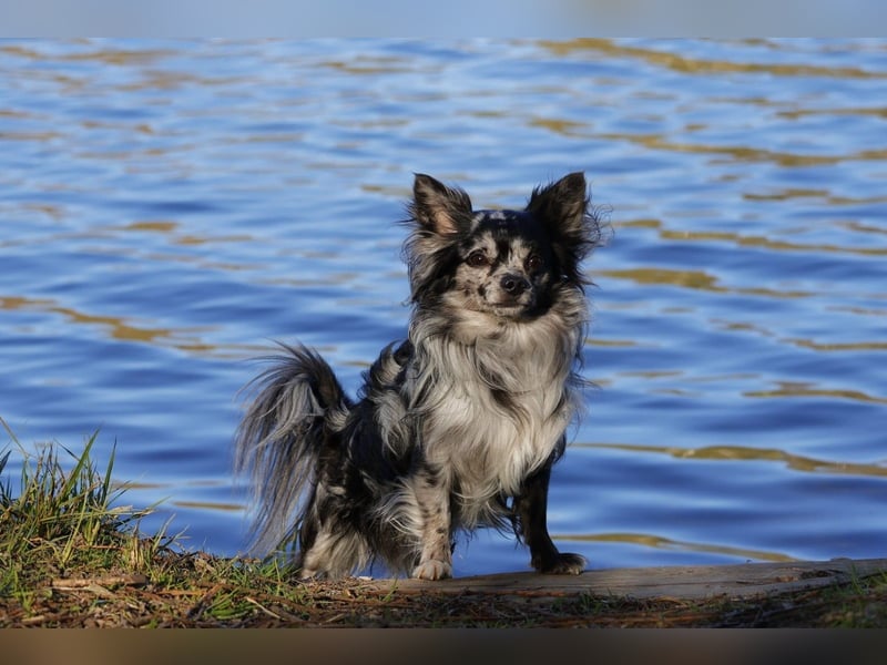 Chihuahua Deckrüde mit ZTP & AT, Merle, Championatsabstammung