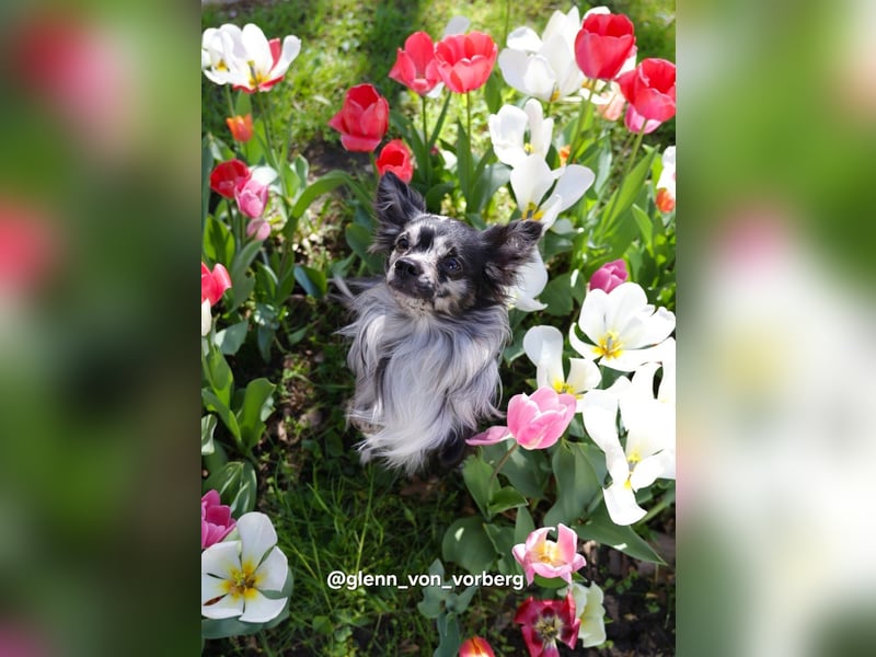 Chihuahua Deckrüde mit ZTP & AT, Merle, Championatsabstammung