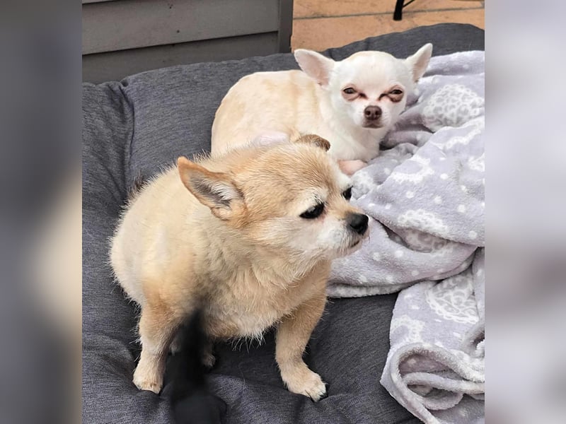 Die sensile Püppi wartet auf einer Ps in 44532 Lünen