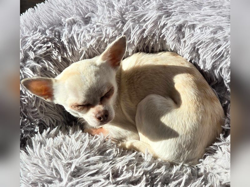 Die sensile Püppi wartet auf einer Ps in 44532 Lünen