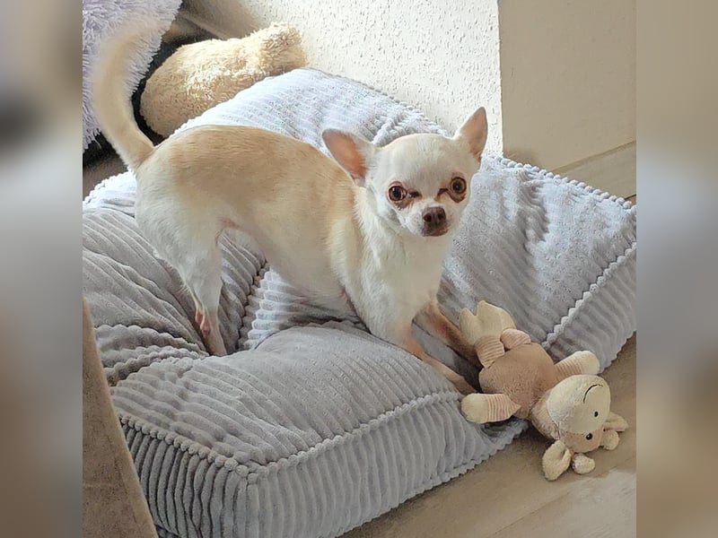 Die sensile Püppi wartet auf einer Ps in 44532 Lünen